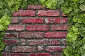 Poster - Old Texture brick wall, background, detailed pattern covered in ivy