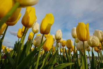 Canvas Print - Tulips