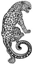 Aggressive Leopard Climbing Up. Angry Spotted Panther. View From The Back And Head Turned. Black And White Tattoo Style Vector Illustration