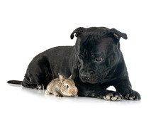 Staffordshire Bull Terrier And Rabbit