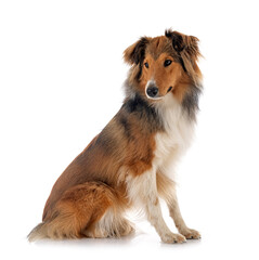 Sticker - Shetland Sheepdog in studio