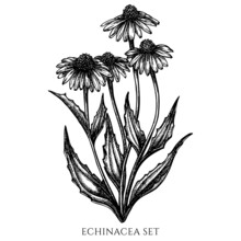 Tea Herbs Vintage Vector Illustrations Collection. Black And White Echinacea.