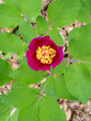 wild and endemic rose species of nature; bear rose