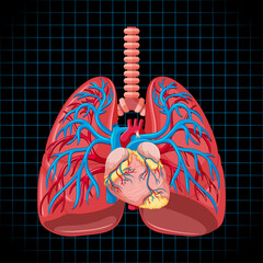 Canvas Print - human internal organ with lungs