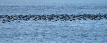 Large Flock Of Coots Peaceful Over The Lake