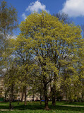 Fototapeta Las - Maple tree - Acer platanoides tree in blossom at  spring