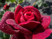 Close-up Of Rose 'Grafin Von Hardenberg' With Beautiful, Elegant Velvety Red And Burgundy Blooms Covered With Morning Dew Droplets, Mist In Perfect Waterdrops Reflecting Light