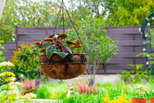 A Flower In A Hanging Pot Made From Eco-friendly Coconut Or Palm Fibre. Garden And Backyard Decoration.