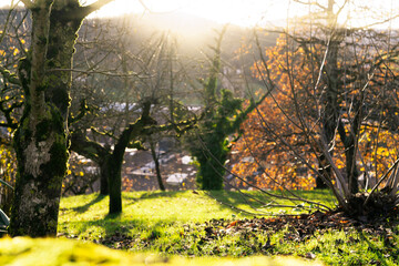 Wall Mural - tree trunk covered with green moss on blur background leafless tree and green grass in the park on t