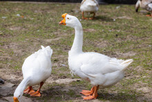 White Geese At The Farm
