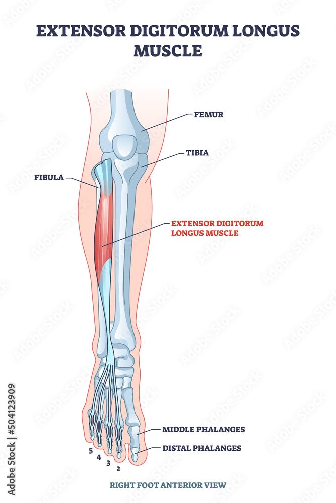 Extensor digitorum longus muscle with foot skeletal system outline ...