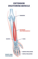 Poster - Extensor digitorum muscle with human arm posterior view bones xray outline diagram. Labeled educational anatomy scheme with palm skeleton and medical hand physiology structure vector illustration.