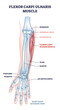 Flexor carpi ulnaris muscle and human arm joint bones outline diagram. Labeled educational anatomy scheme with palm pisiform, hamate skeleton and muscular system for twist movement vector illustration