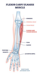 Poster - Flexor carpi ulnaris muscle and human arm joint bones outline diagram. Labeled educational anatomy scheme with palm pisiform, hamate skeleton and muscular system for twist movement vector illustration