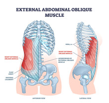 External Abdominal Oblique Muscle With Human Ribcage Bones Outline Diagram. Labeled Educational Scheme With Hip Iliac Crest, Inguinal Ligament And Aponeurosis Anatomical Location Vector Illustration.