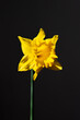 kwiat natura flowers yellow flowers żonkil żonkil narcyz 水仙 bouquet isoleted flower