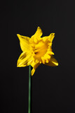 Fototapeta  - kwiat natura flowers yellow flowers żonkil żonkil narcyz 水仙 bouquet isoleted flower