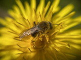 Fototapeta Dmuchawce - Bee Pszczoła