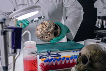 Forensic scientist examines human skull of adult male homocide victim to extract DNA, forensic laboratory, conceptual image