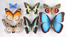 Collection Of Tropical Butterflies In Different Colors And Shapes. Isolated. Entomological Collection. Papilio. Lepidoptera. 