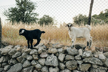 Cute Little Lambs On A Stone Fence