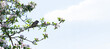 © Iryna - Artistic composition with cute little sparrow on the blooming apple tree on blue sky background long banner format, copy space for your design.