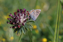 The Gavarnie Blue, Is A Palearctic Butterfly Of The Family Lycaenidae