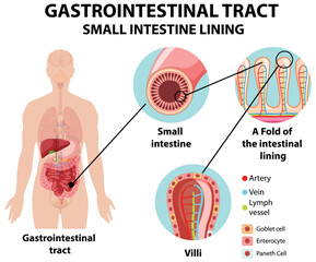 Canvas Print - diagram showing gastrointestinal tract