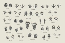 Animal Footprint Guide Collection. Hand Drawn Vector Illustration