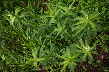 Sticker - Vegetation in the countryside