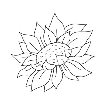 Black and white line sunflower bud. Outline botanical hand drawn illustration isolated on white background for coloring page
