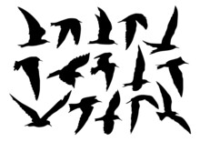 Set Of Silhouettes Of Tern Birds