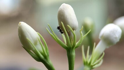 close-up macro video of black ants walking past and interacting with aphids on flower stems with defocused background