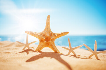 Fototapete - Starfishes on the beach sand in summer