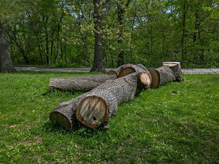 Felled Tree Trunk and Large Stump - Tree Removal Suburban	