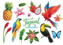 Tropical Summer Collection: Exotic Flowers, Leaves And Birds. Vector Isolated Elements On The White Background.