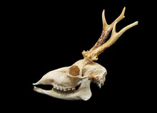Front And Side View Of A Male Roe Deer (Capreolus Capreolus) Skull Isolated In Black. Focus Stacked Image Of The Bones Of A Forest Deer With Black Background. White Clean Skull With Teeth.