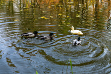 Ducks On A Pond In Autumn With Leaves Floating On The Water.