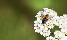 Closeup Of Female Tachinid Fly On White Flower With Green Blurry Nature Background. Eriothrix Rufomaculata. Insect Pollinator With Orange Patches On Bristly Abdomen And Black Hairy Legs On Wildflower.