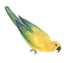 Fototapeta Łazienka - Watercolor painting yellow sun conure parrot isolated on white. Bird collection