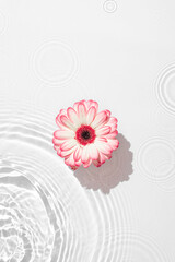 Wall Mural - Sunny summer background with gerbera flower.