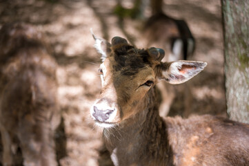 young male deers in the spring forest