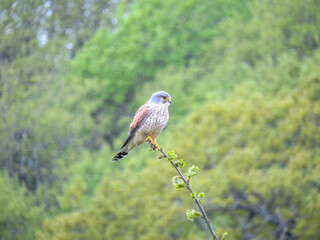 kestrel a bird of prey species belonging to the kestrel group of the falcon family perched on the br