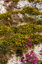 Wild Flowers Growing On A Chalk Cliff Face
