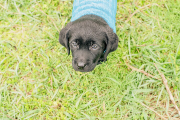 Wall Mural - Labrador retriever puppy stands on the grass dressed in a blue sweater. Labrador on a walk.