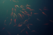 Type Of Swimming Carp Koi In The Pond. A Flock Of Koi Fish Floating To The Light, In The Pond Close -up. Rasfocus, Immiture Of The Water Surface. Crpus Space, Art Picture In The Interior.