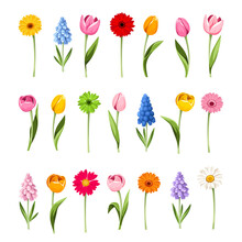 Colorful Spring Flowers With Stems Isolated On A White Background. Set Of Vector Illustrations