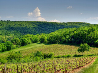 Wall Mural - Vignoble dans le  Mâconnais.