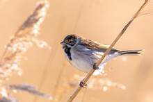 Singing Common Reed Bunting, Emberiza Schoeniclus, Bird In The Reeds On A Windy Day