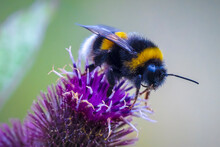 Bombus terrestris, the buff-tailed bumblebee or large earth bumblebee, feeding nectar